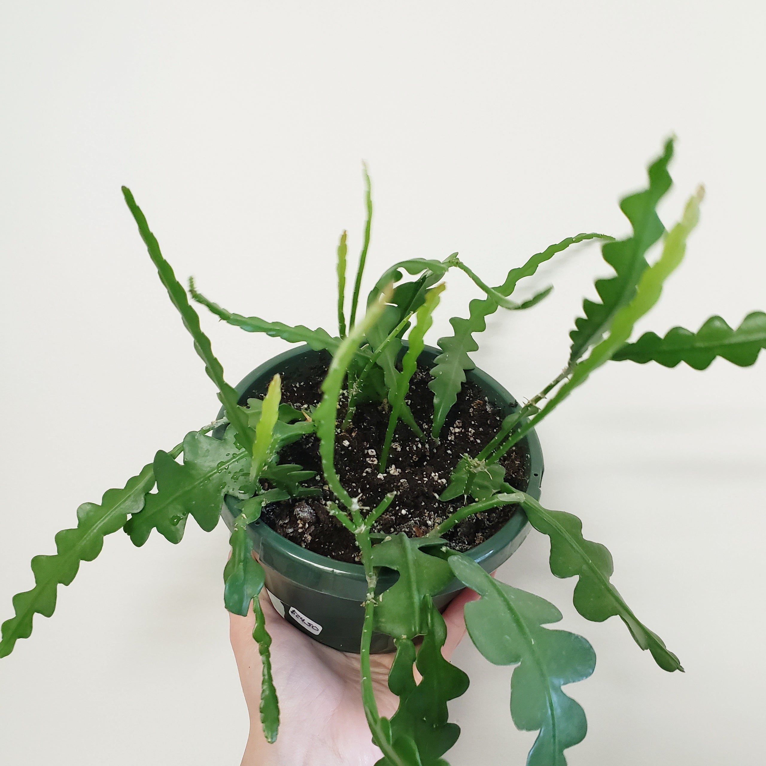 House Plant - Fishbone Cactus - Ric Rac Cactus (PET SAFE)