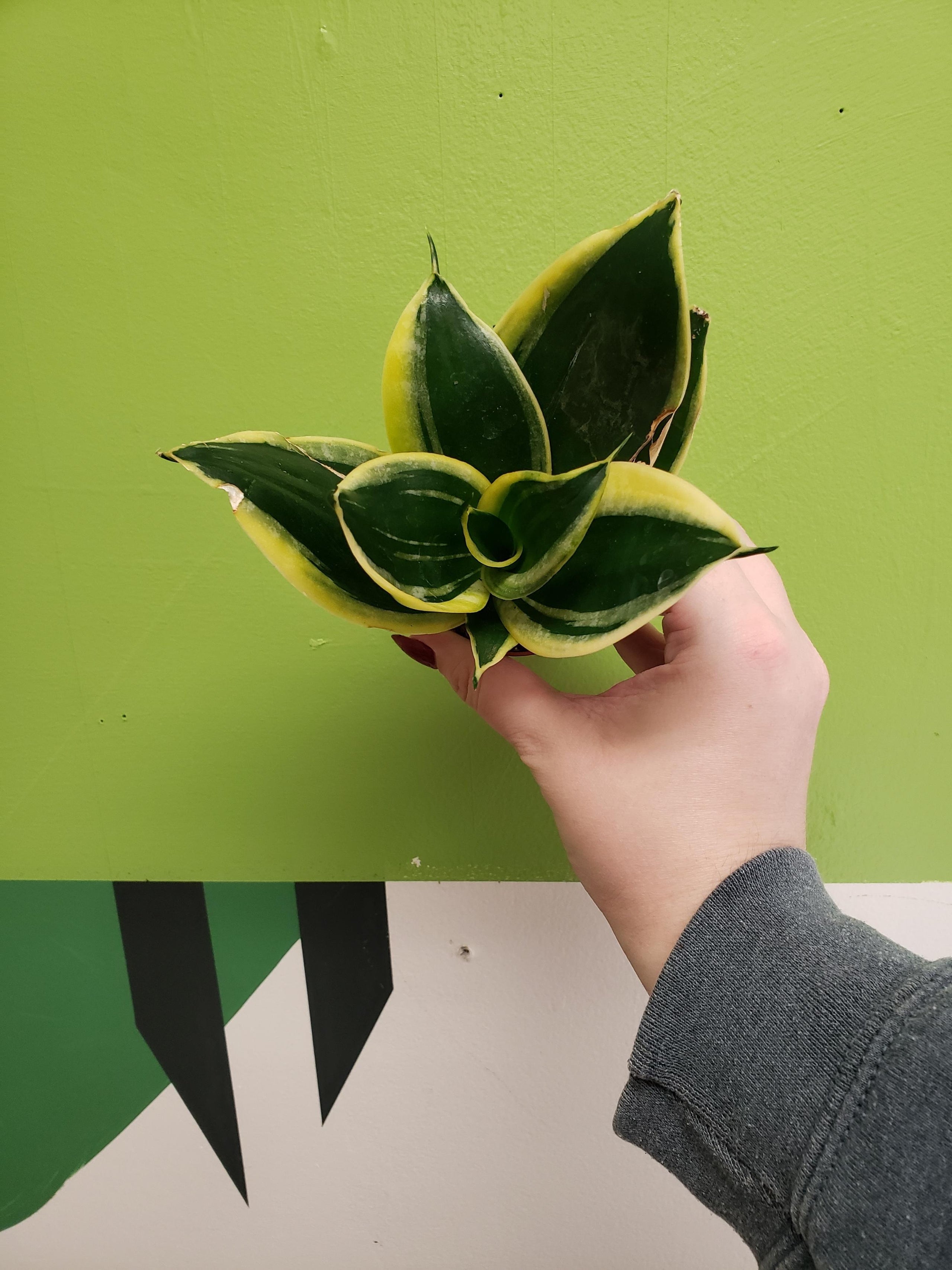 House Plant Snake Plant ‘Jade Pagoda Hahnii’ Sansevieria