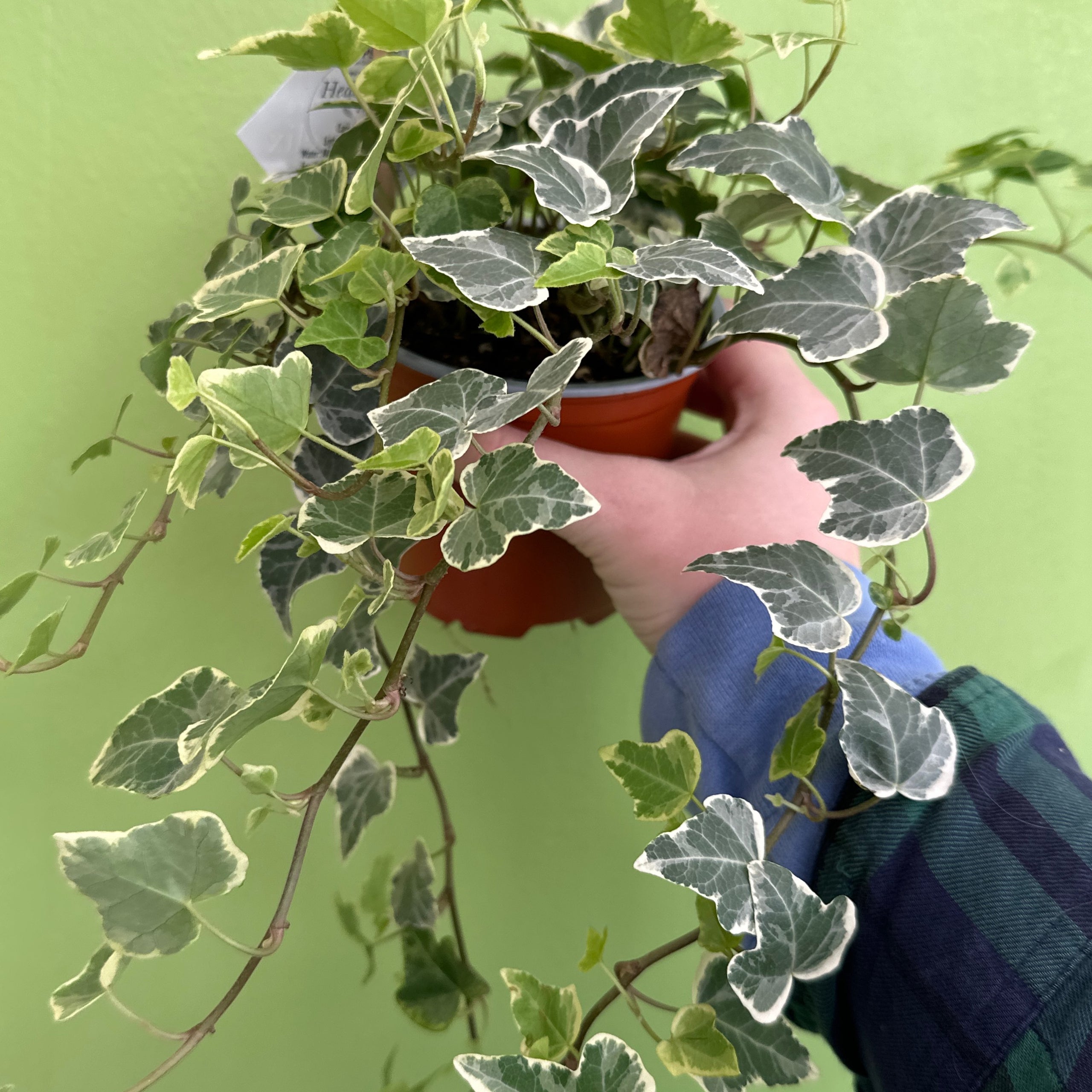 House Plant - English Ivy - White Wonder | Catchpenny